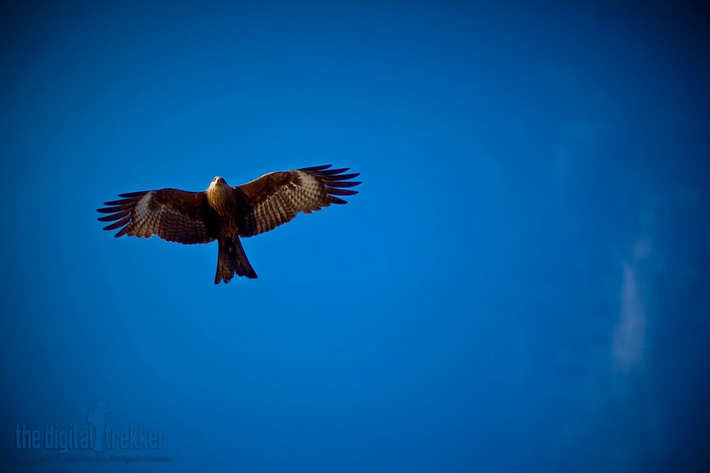 f/1.2, 1/5000 sec, at 85mm, 100 ISO, on a Canon EOS 5D Mark II