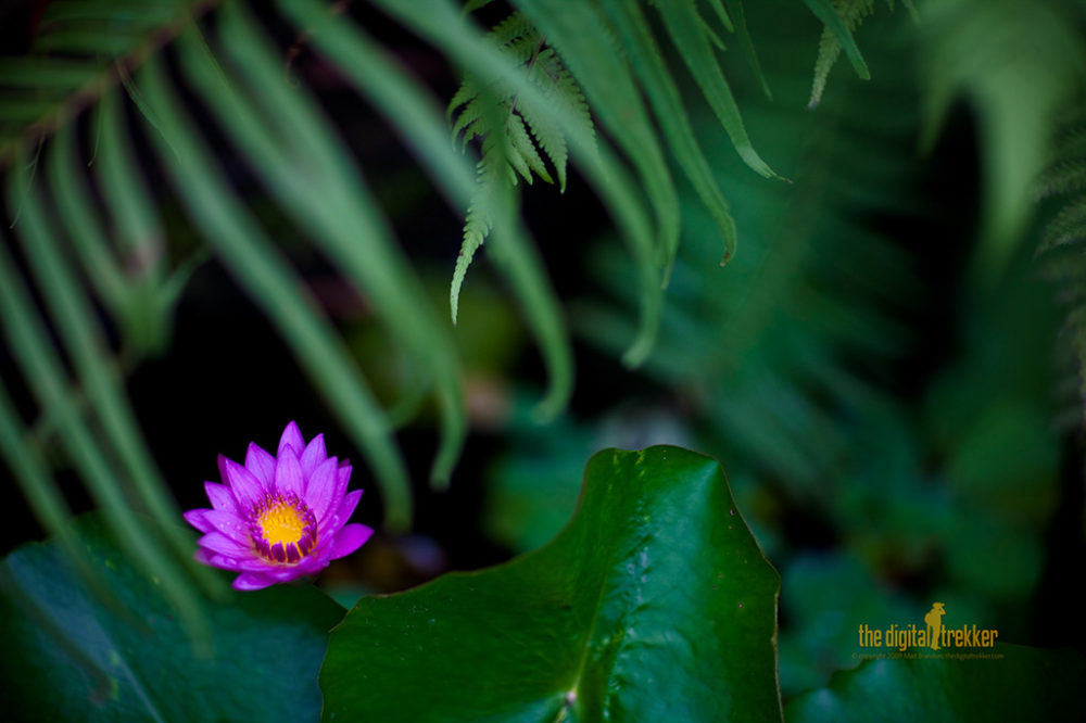 f/1.2, 1/400 sec, at 85mm, 100 ISO, on a Canon EOS 5D Mark II