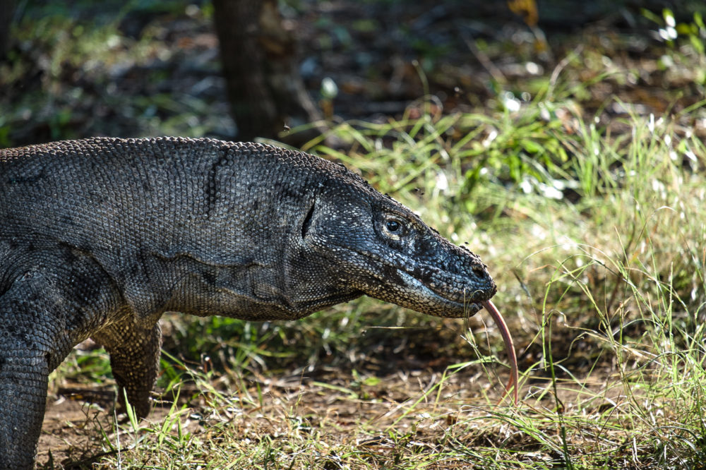 Another giant male Komodo on Rinka island.