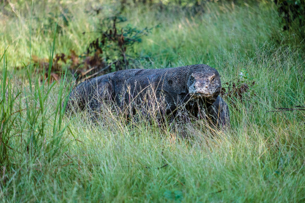 A Komodo dragon on the hunt. Photo by Jessie Brandon