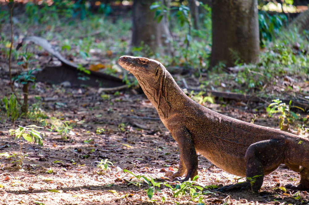 I young female on Rinka island. Photo by Jessie Brandon