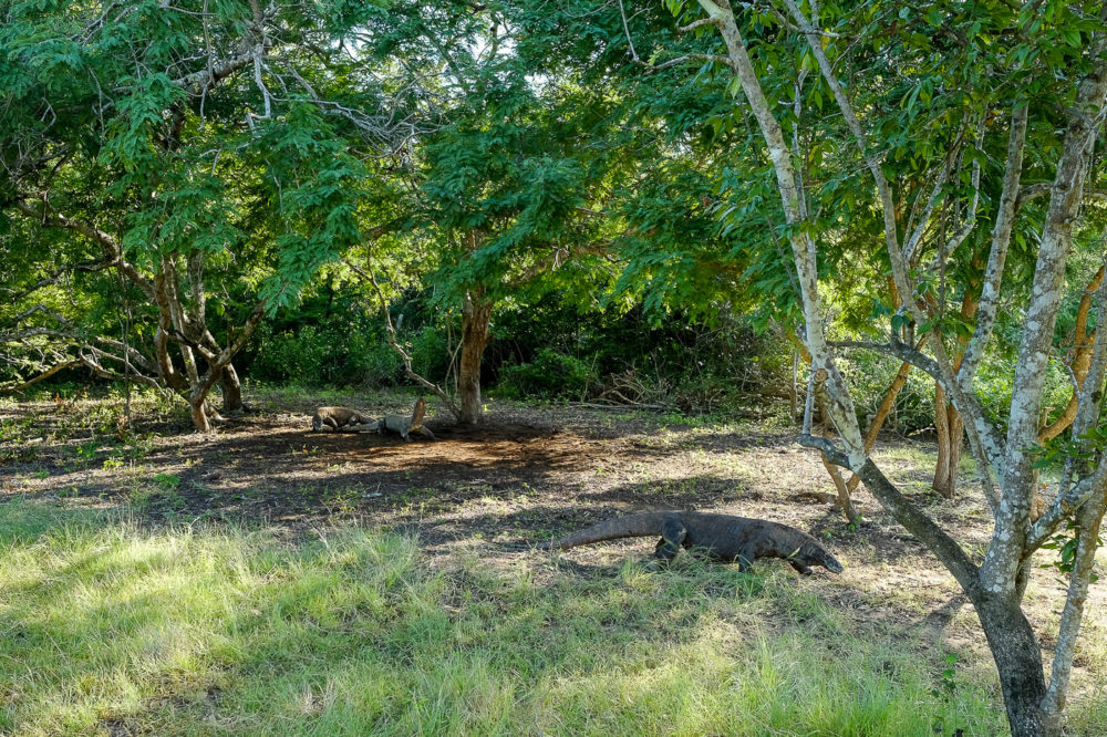 The Komodos being fed at Rinka island.
