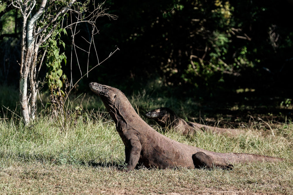 The classic Komodo pose for the photographer.