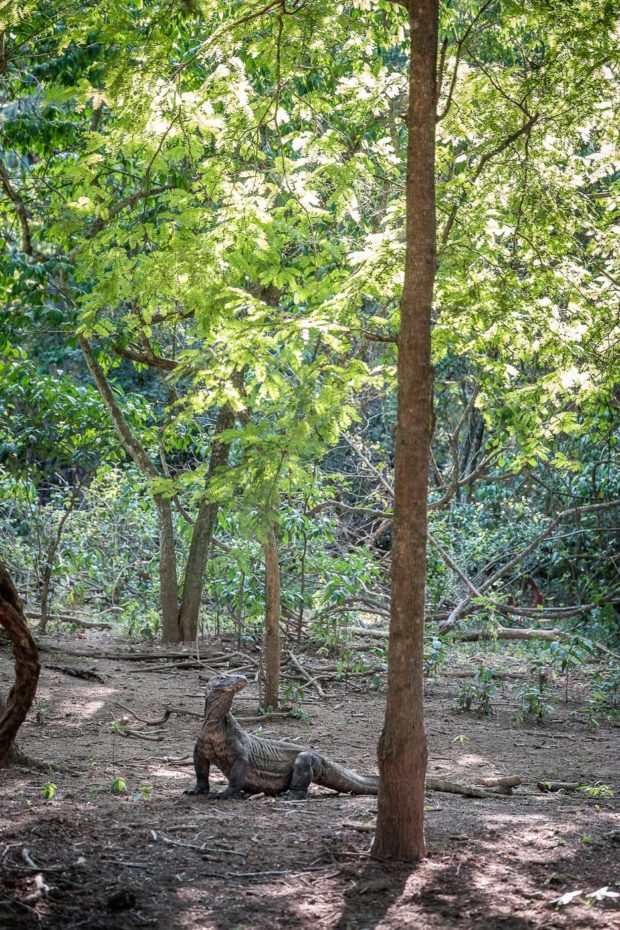 A Komodo dragon in the forest of Komodo island.