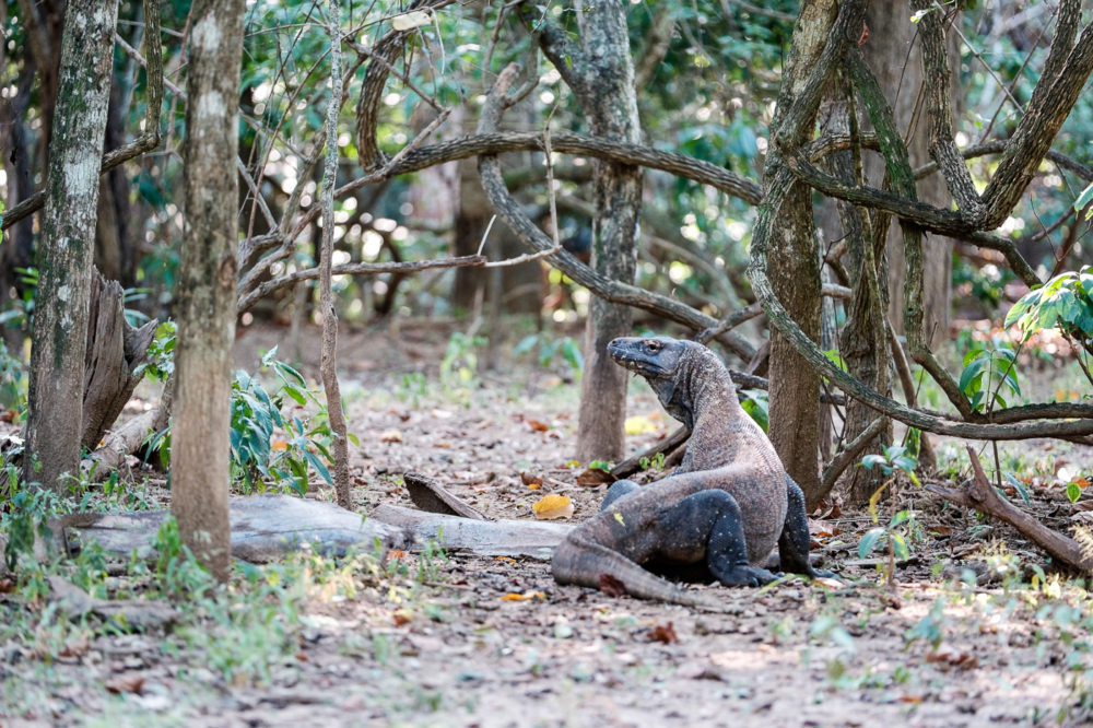 The graceful S curve of the Komodo.