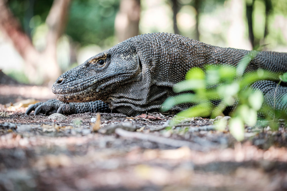 We were told, mush of the time visitors only get to see the Komodos laying around in the hot sun like this one.