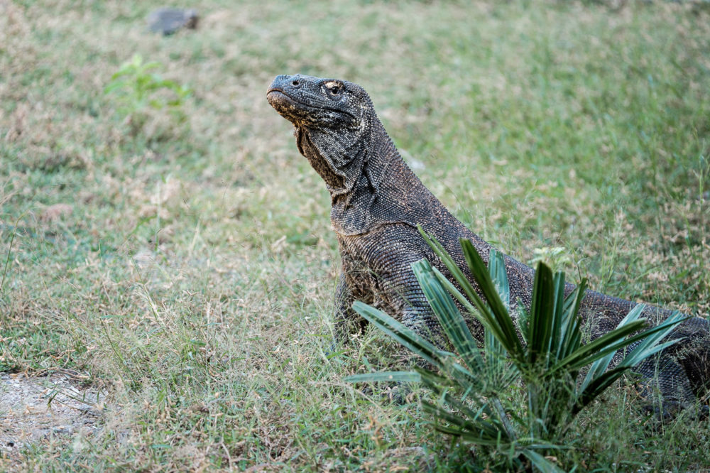 A young dragon.
