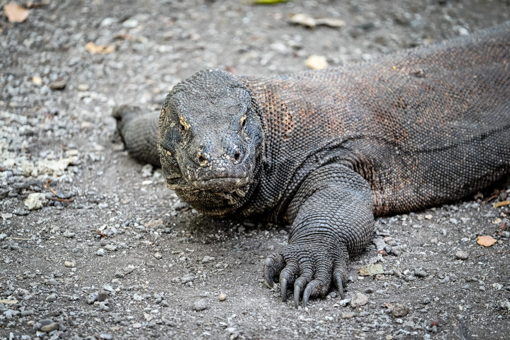 This was a massive 2.5 meter male on Komodo island.