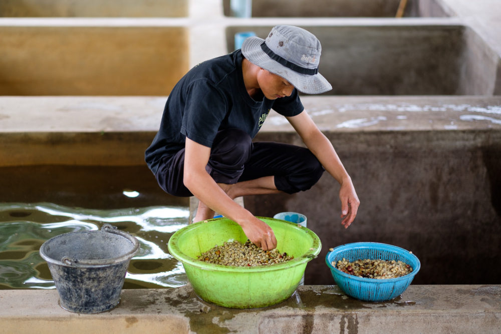 Som Phet inspecting the freshly pluped coffee beans.
