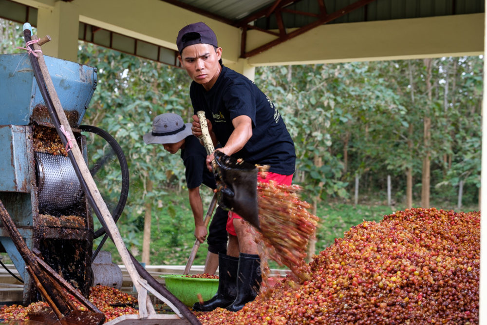 Thongsai, shoveling the cherry husk. This will be dried and sold to make cascara tea.