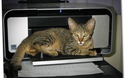 Goodbye Kitty and Goodnight or O! Ye of Little Faith.