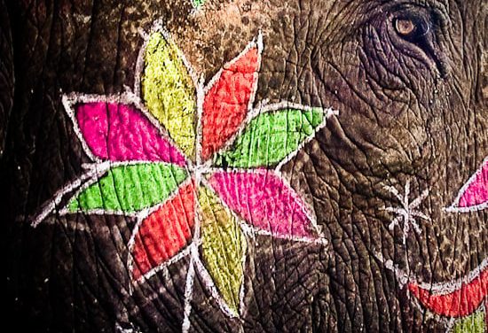 Damn the elephants! Full speed ahead!