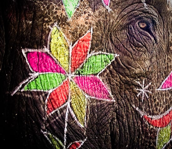 Damn the elephants! Full speed ahead!