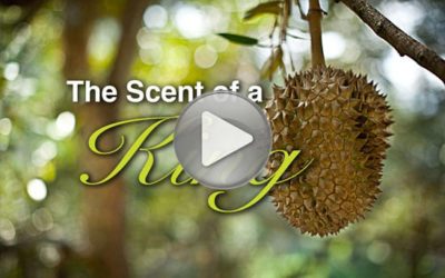 Multimedia: Durian, The Scent of a King