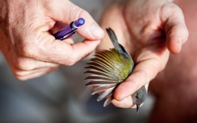 A Rocha Kenya: Bird Ringing