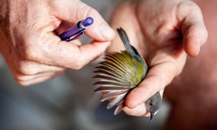 A Rocha Kenya: Bird Ringing