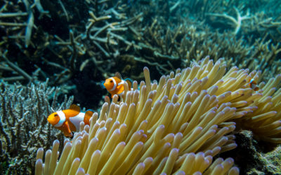 FP7100 Fantasea Underwater Housing