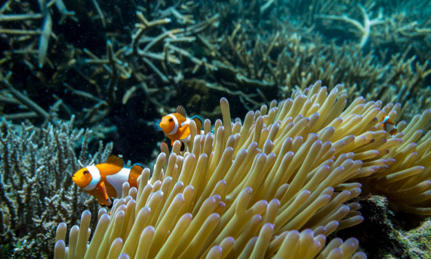 FP7100 Fantasea Underwater Housing