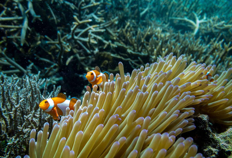 FP7100 Fantasea Underwater Housing