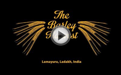 The Lamayuru, Ladakh Barley Harvest