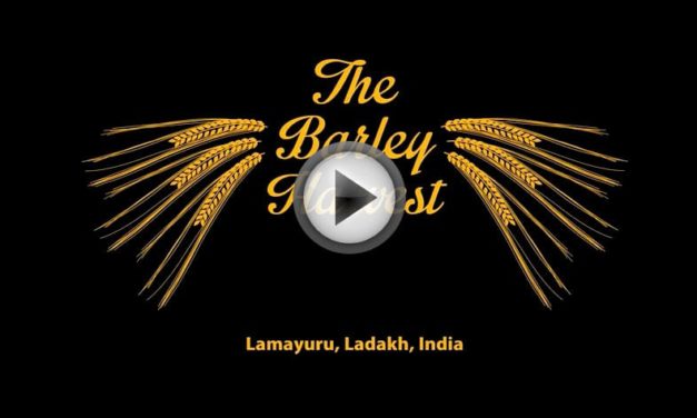 The Lamayuru, Ladakh Barley Harvest