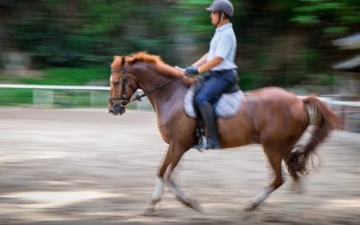 Horses for Courses – Mr. Johari Lee