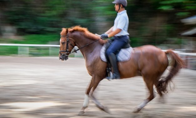 Horses for Courses – Mr. Johari Lee