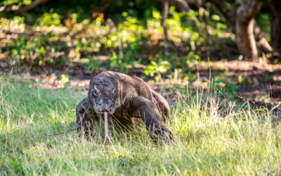 The Komodo Dragon