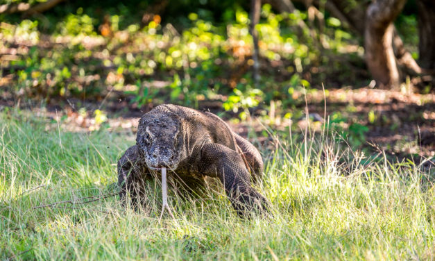 The Komodo Dragon