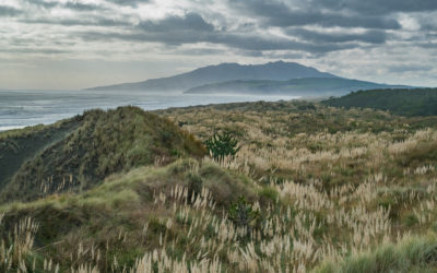 Postcard from New Zealand