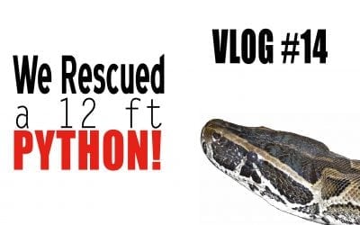 Vlog 14 – Python!