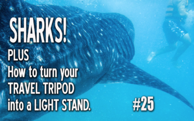 SHARKS! (and how to turn a travel tripod into a light stand.)