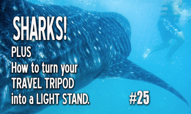 SHARKS! (and how to turn a travel tripod into a light stand.)