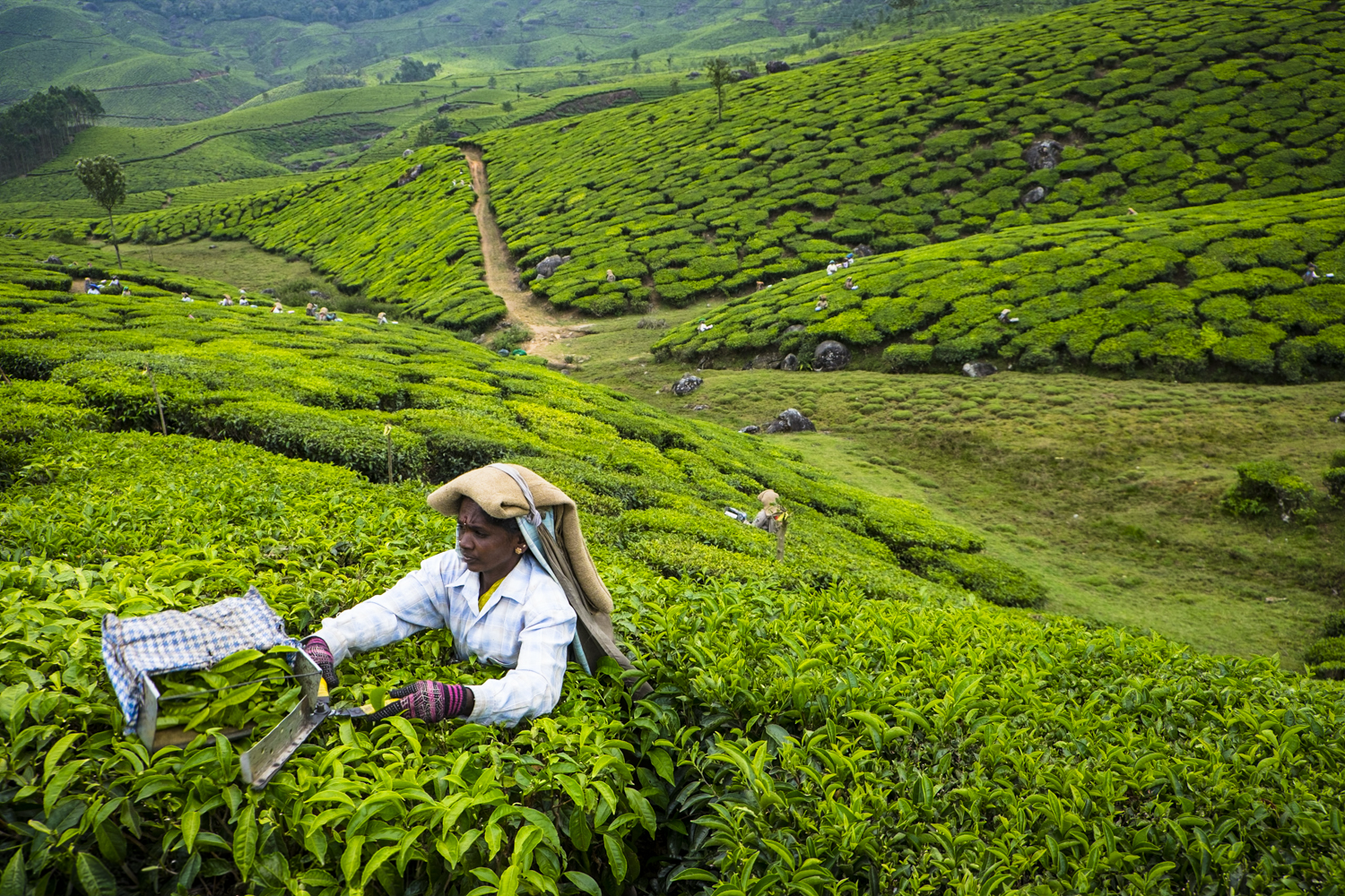 tea worker